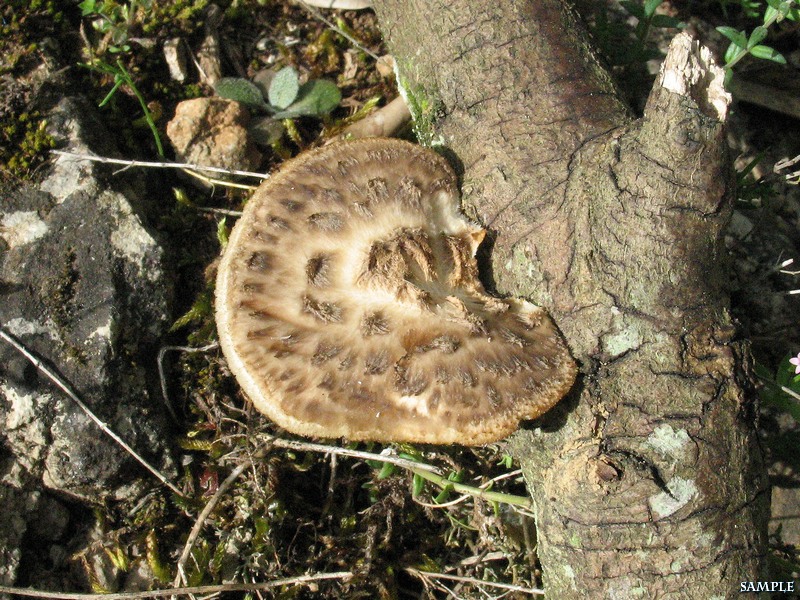 Polyporus tuberaster